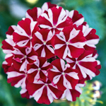 Verbena Vera Trailing Red Star